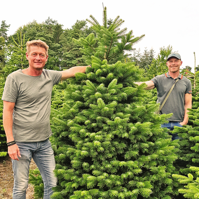 Kerstbomen