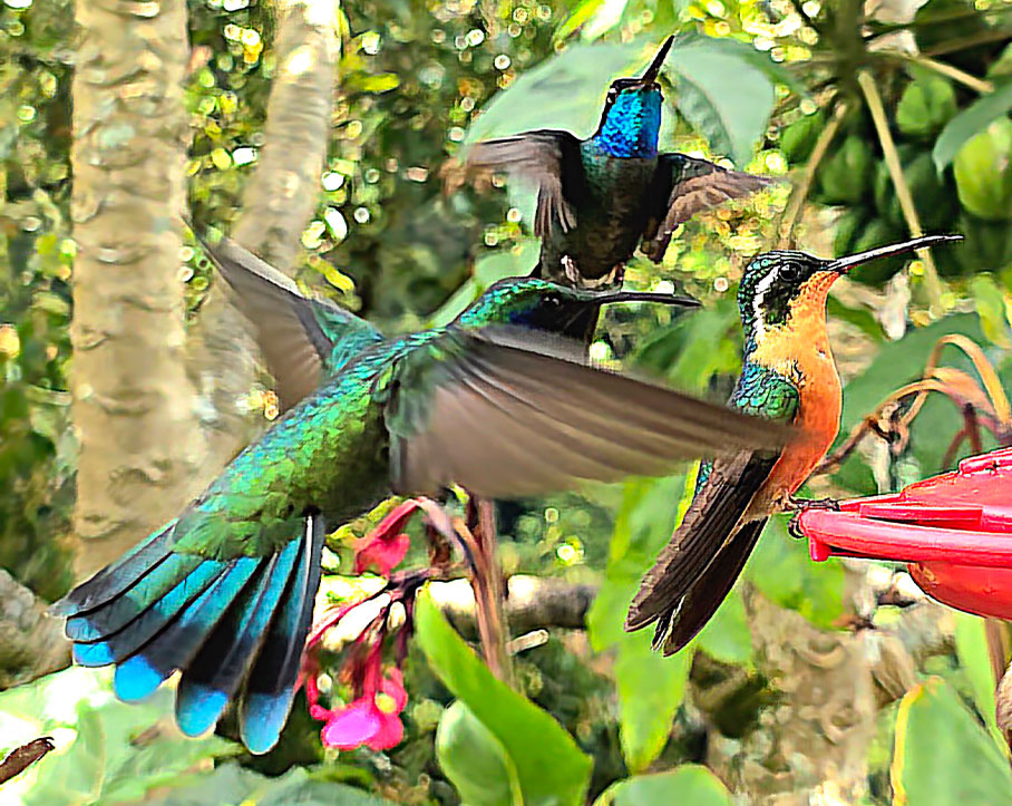 Deel-4 - Costa-Rica - Kolibrie - Hummingbird